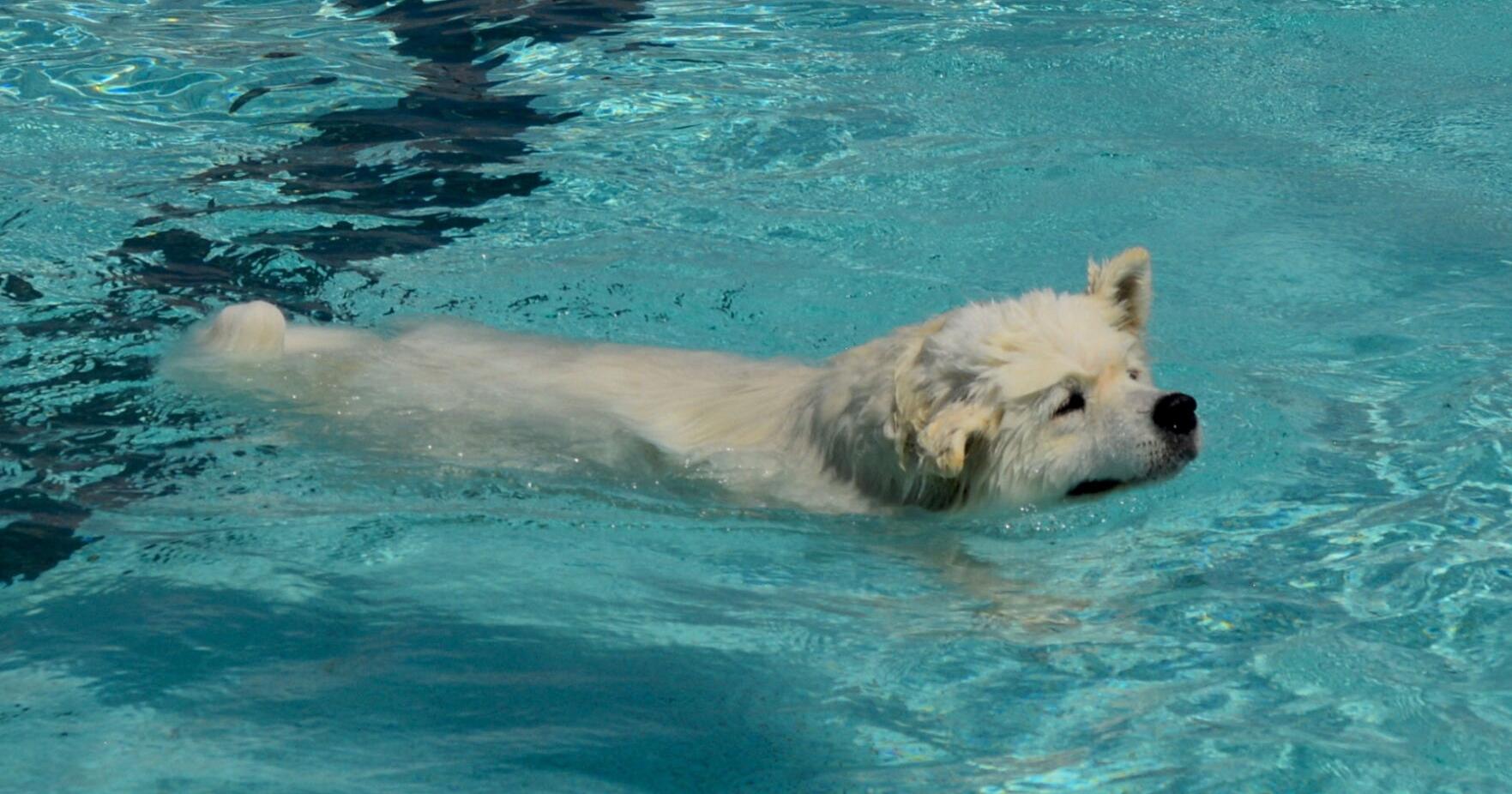 Champlin Pool to close Saturday for humans; Doggie Dip set for Aug. 5 - Vimarsana News