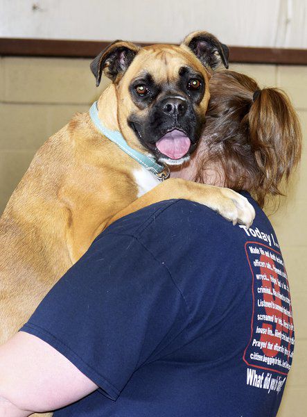 vip petcare rabies coupon