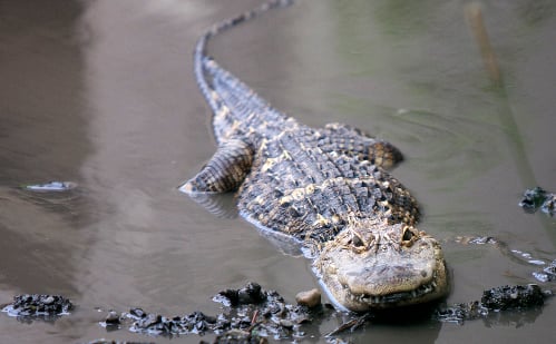Weimaraner alerts, wrangler captures alligator barehanded | Archives |  