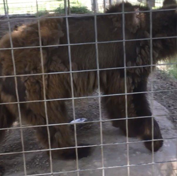 Joe Exotic's former park now called 'zoo of horrors,' authorities