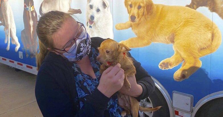 Enid SPCA, American Humane team up to send 23 dogs to ...