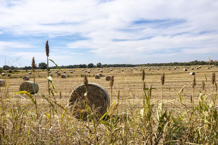 Take caution, read labels when feeding failed crops | News ...