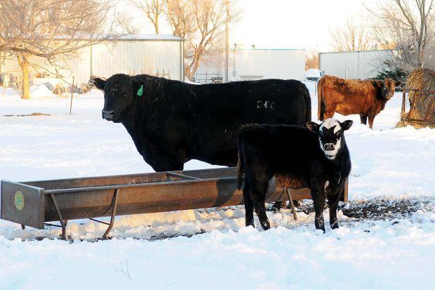 Providing Water For Cattle A Cold Weather Challenge Enidnews Com