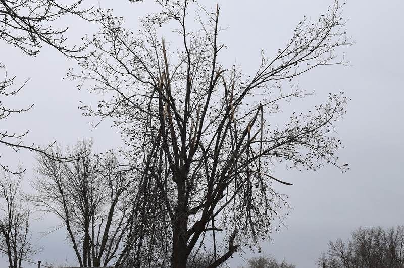 Official: Broken limbs hanging from trees can be dangerous | Local News ...