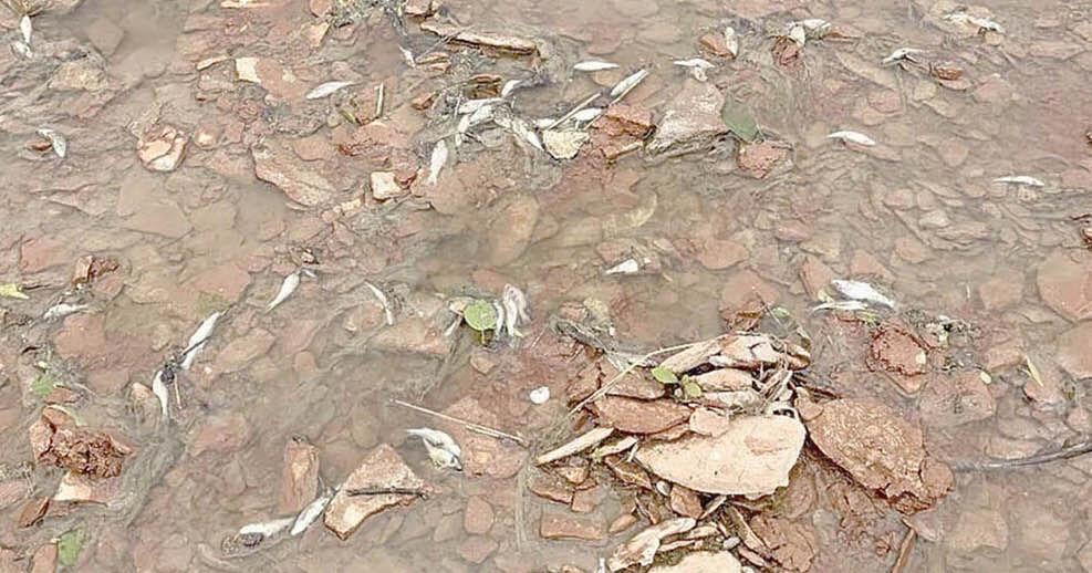 City to pay restitution for 2025 fish kill
