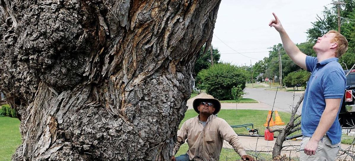 landmark 130 year old tree at brown cummings funeral home comes down