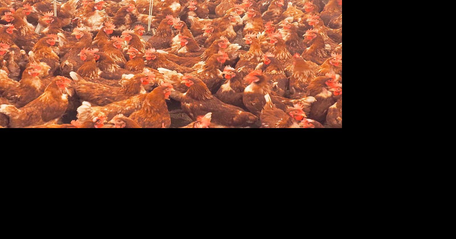 Poultry companies settle state lawsuit