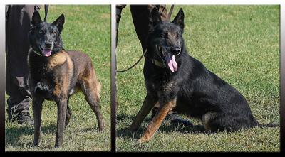 Sheriff's deputies spending last months with K9 partners before ...