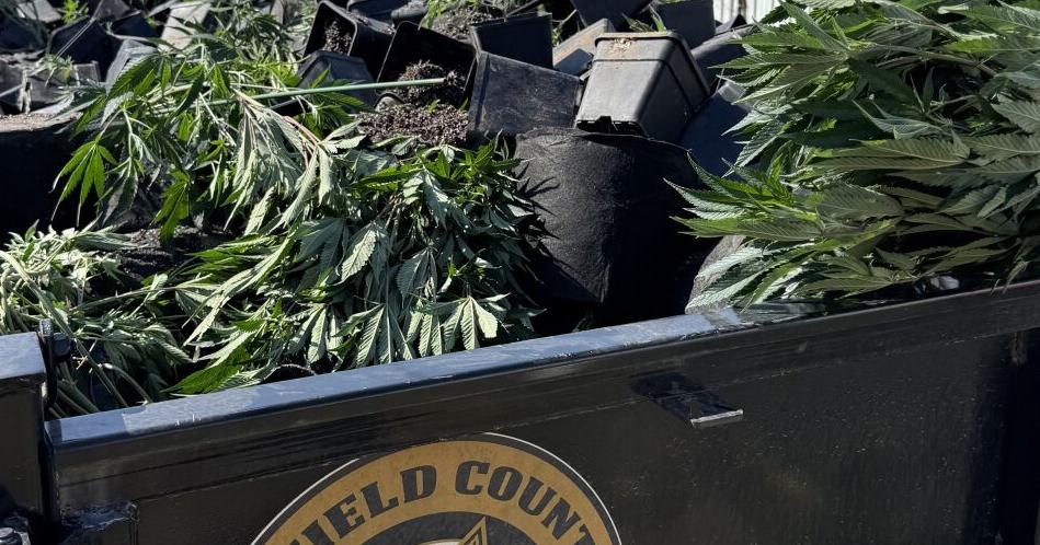 Sheriff: Bust nets $18 million in illegal marijuana plants
