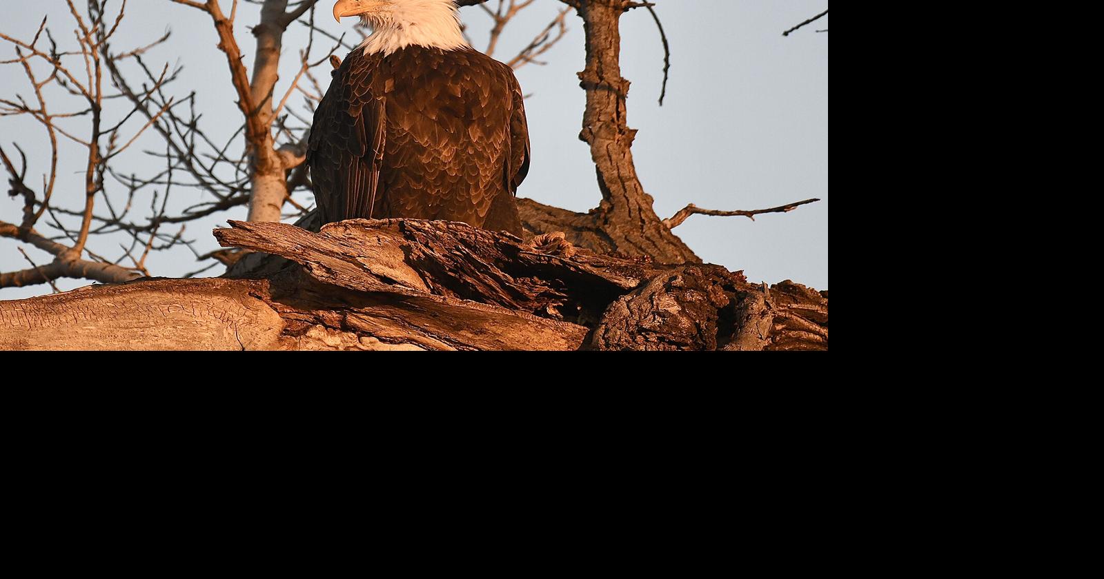 American bald eagles easily spotted in Northwest Oklahoma