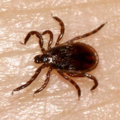 Cdc Confirms Tick Borne Virus In State News Enidnews Com