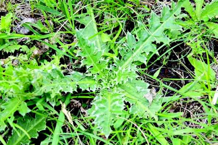 There are ways to handle musk thistle | News | enidnews.com