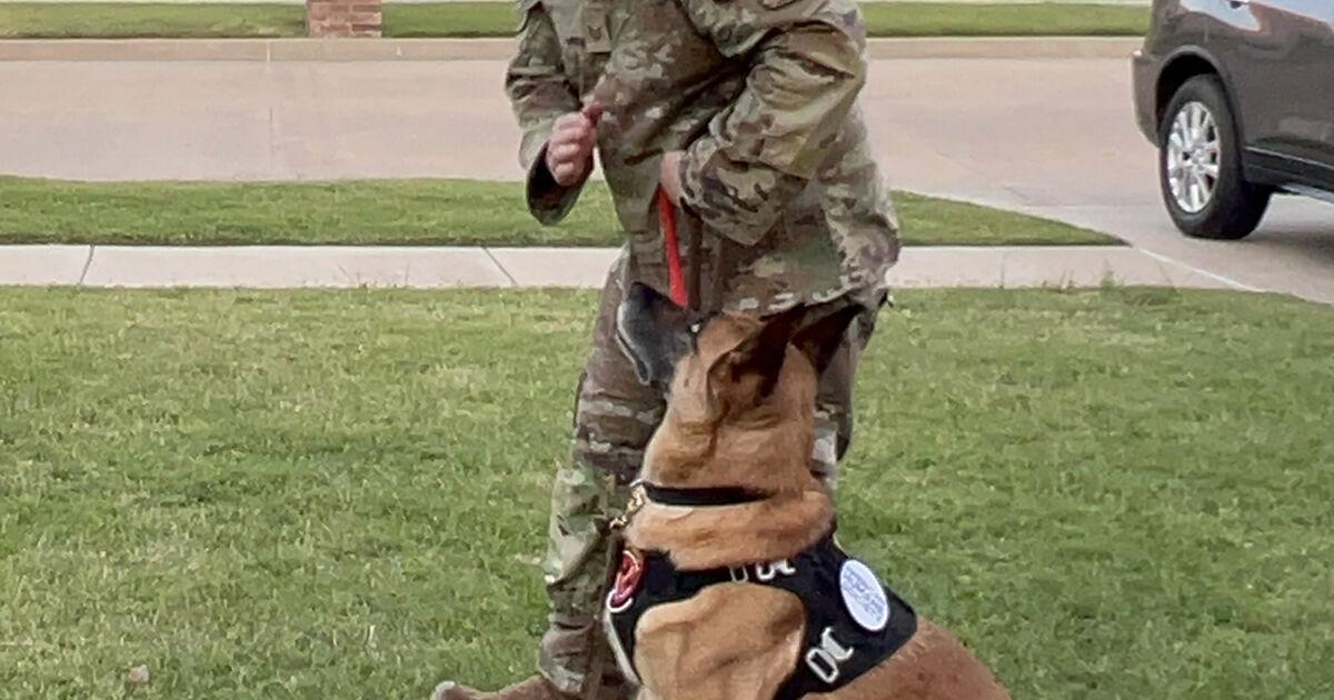 Local dog up for national award shines light on military working canines