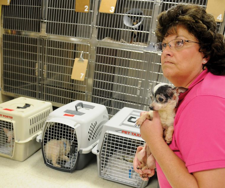 kennel for chihuahua