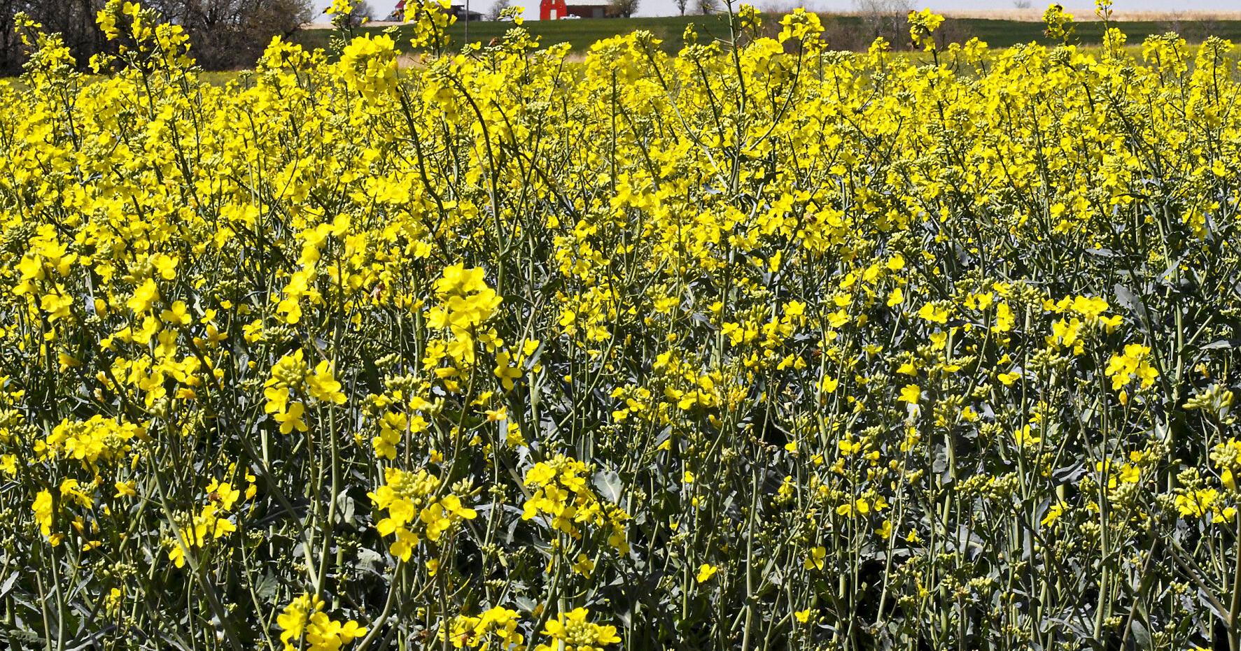 COLUMN: Meetings to provide information on growing canola - Vimarsana News