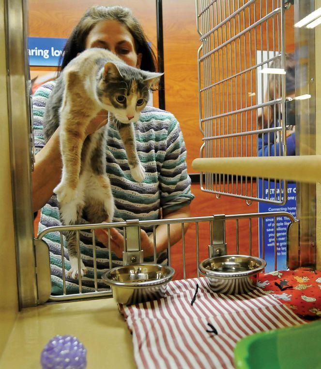 Cats on display PetSmart to help adopt out SPCA felines Local News
