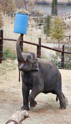 Female elephant calf born at Oklahoma City Zoo | News ...