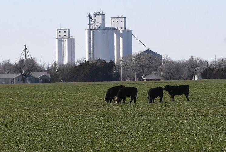 Preparing for Winter Calving with OSU's Mark Johnson - Oklahoma Farm Report