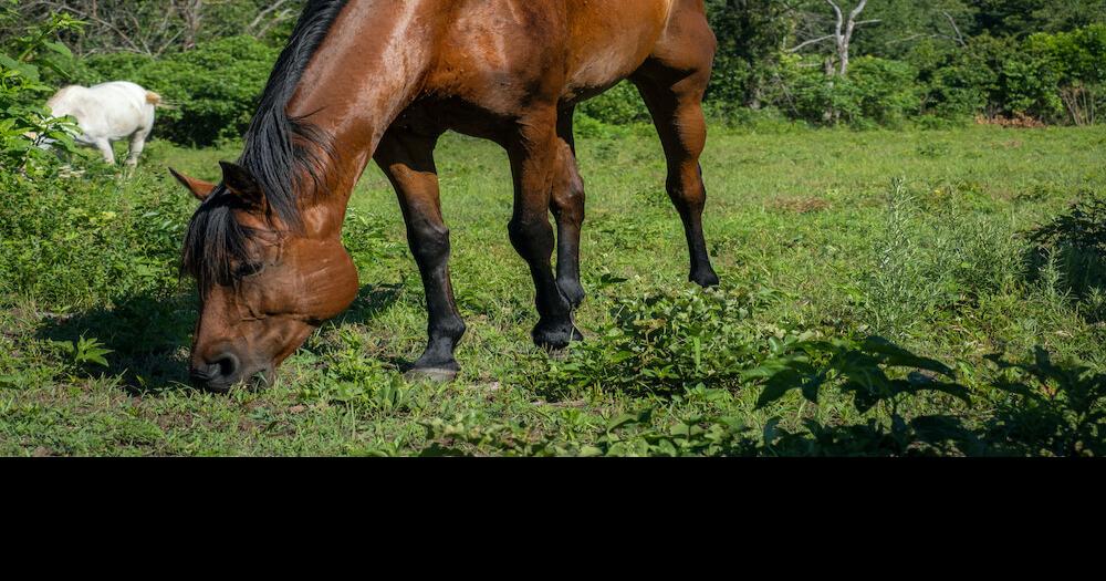 Horses require annual vaccines Ag / Energy