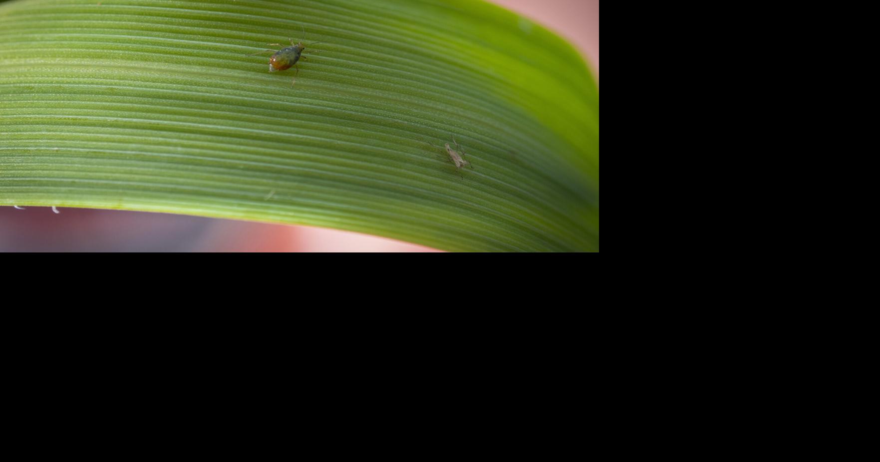 Drought conditions increase potential for wheat disease, insects | Ag ...