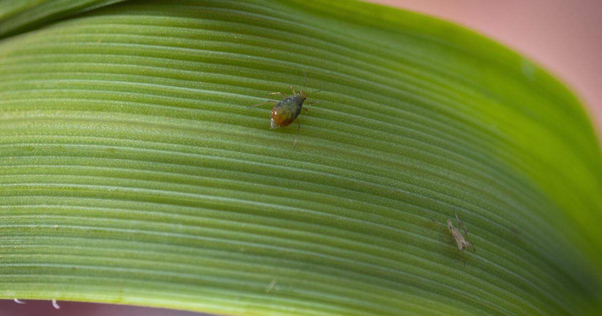 Drought Insect Drought conditions increase potential for wheat disease, insects | Ag ...