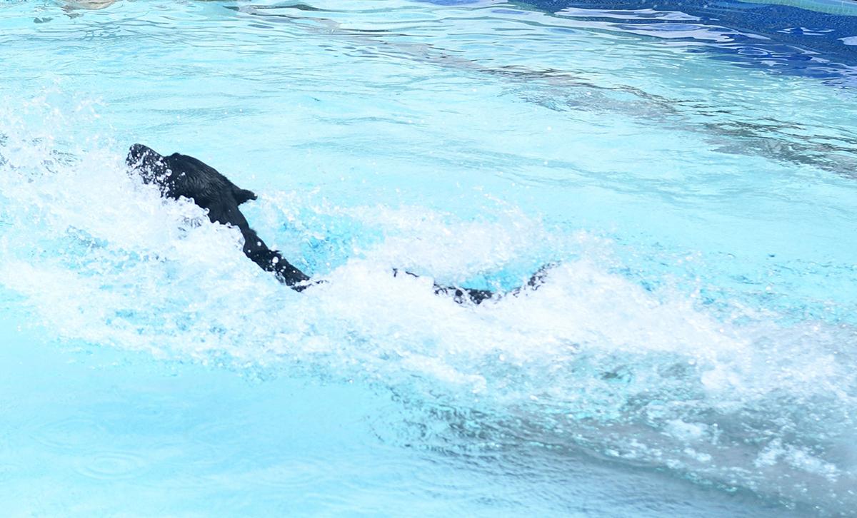 PoolDogs8_CRjpg.jpg