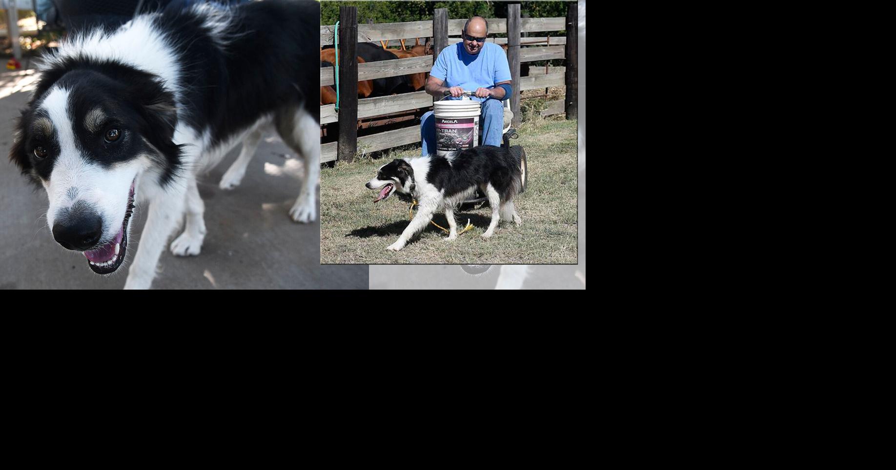 PHARM Dog USA provides trained dogs to aid farmers in need ...