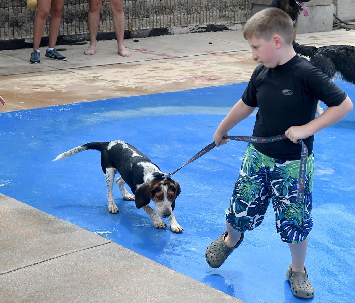 PoolDogs6_CRjpg.jpg