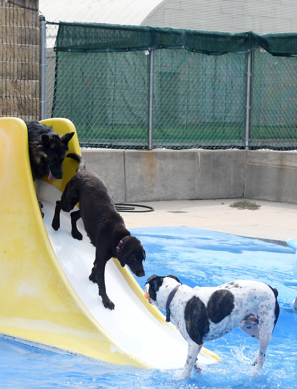 PoolDogs5_CRjpg.jpg