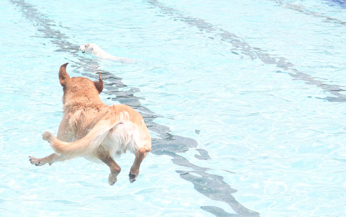 PoolDogs2jpg.jpg