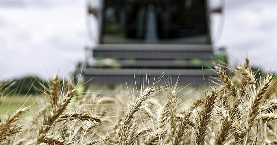 OSU wheat variety trial results available online