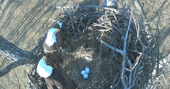 Sutton Avian Research Center holding fundraiser to name eagle pair in Washington County