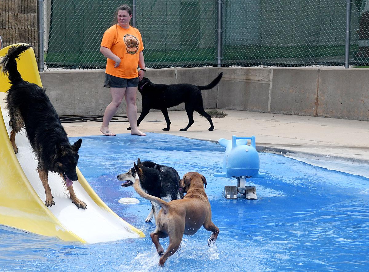 PoolDogs4_CRjpg.jpg