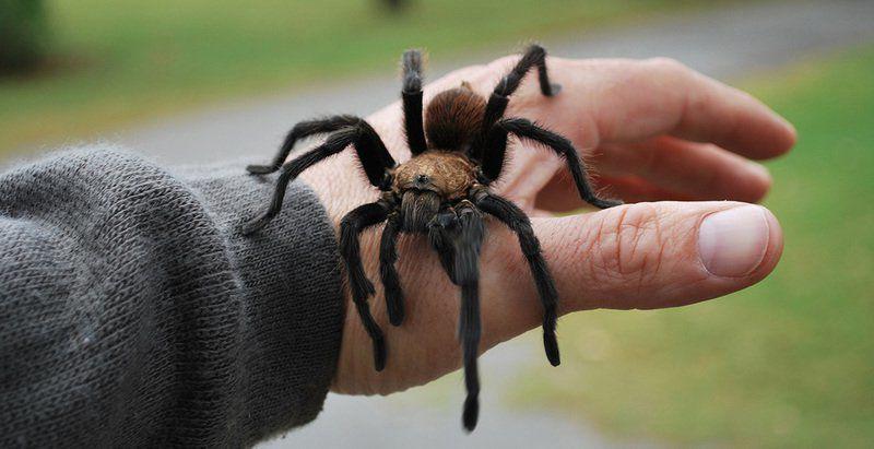 Most State Spiders Harmless To People Ag Energy Enidnews Com
