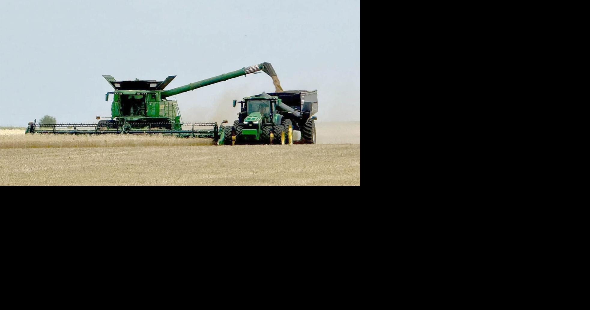Uneven wheat harvest brings in 'subpar' crop
