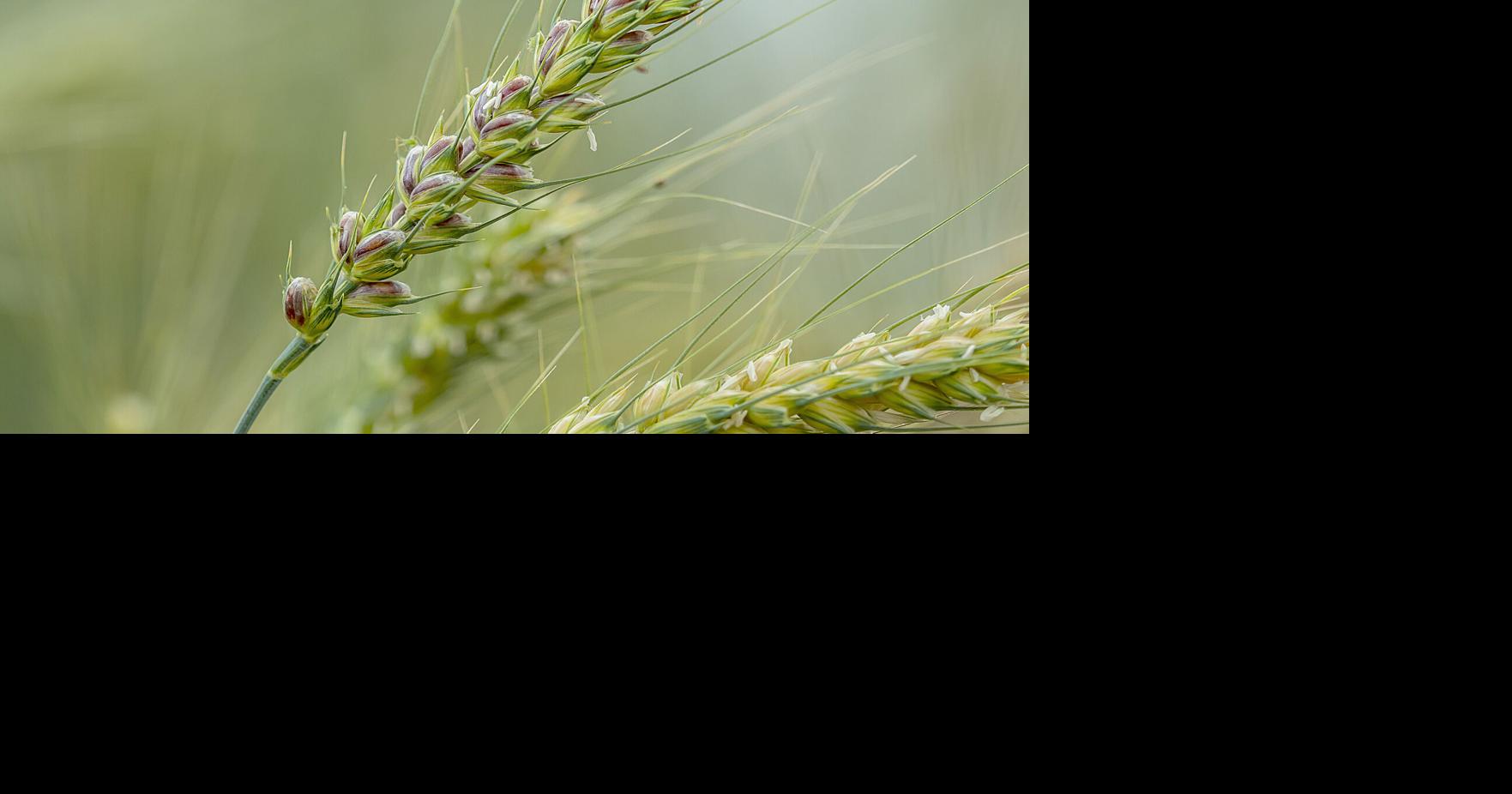 OSU-developed purple wheat provides new health benefits