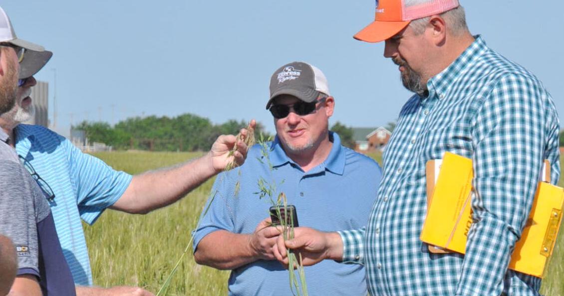 Wheat tours offer last look before harvest - Vimarsana News