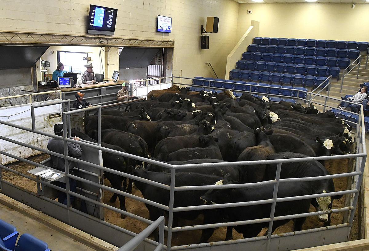 2020 VISION Enid Livestock Market seeing millions in cattle sales