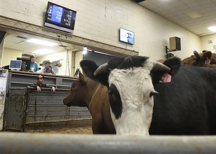 2020 VISION Enid Livestock Market seeing millions in cattle sales