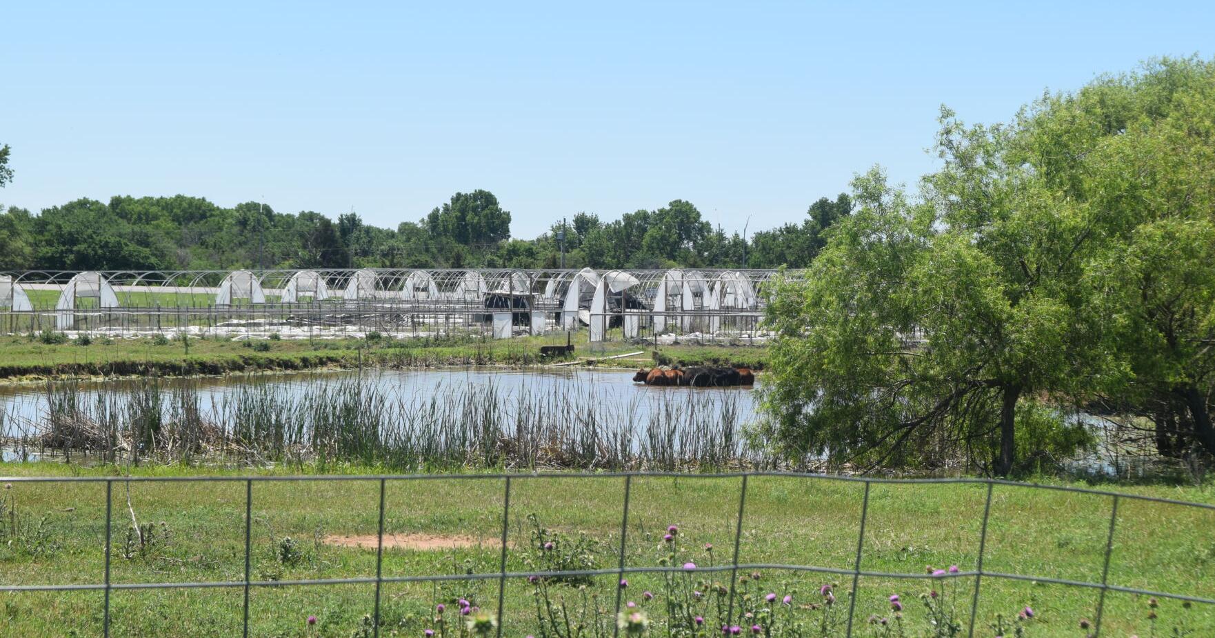 City demanding cleanup action on old marijuana grow - Vimarsana News