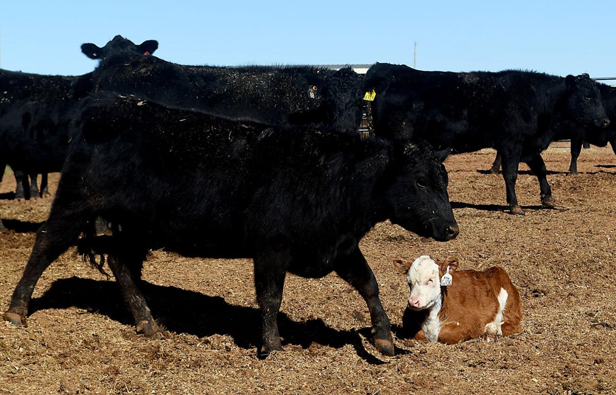 Pollard Farms has operation down to a science Progress