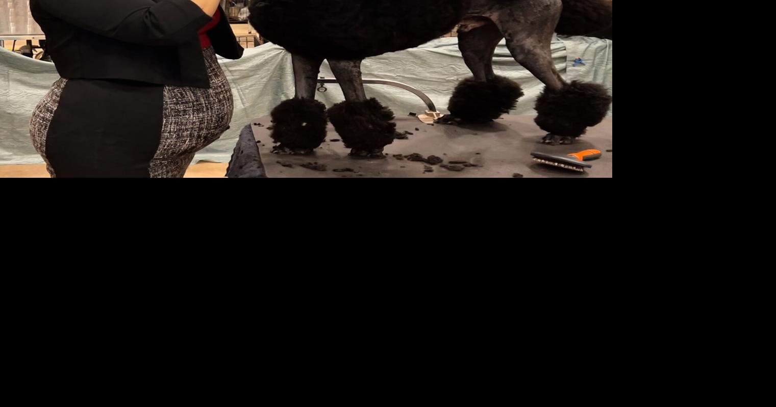 Sooner State Kennel Club annual show concludes Sunday in Enid News