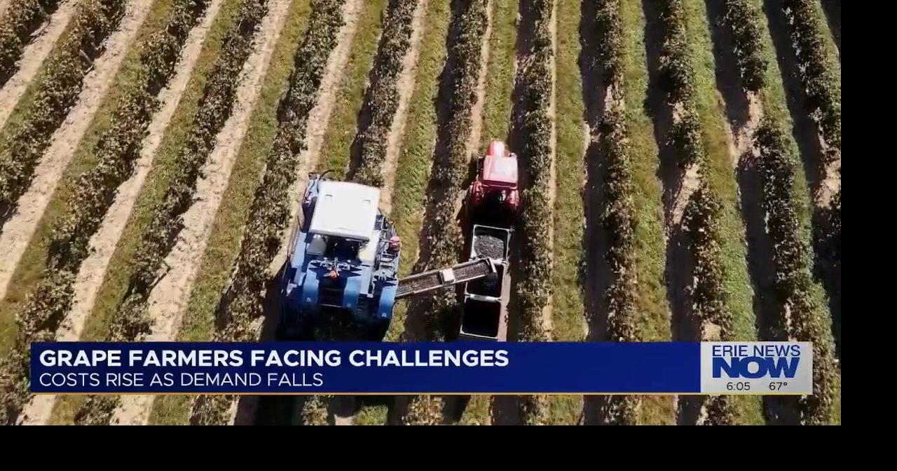 Local Grape Farmer Sells Vineyard Acreage After Refresco Contracts Canceled
