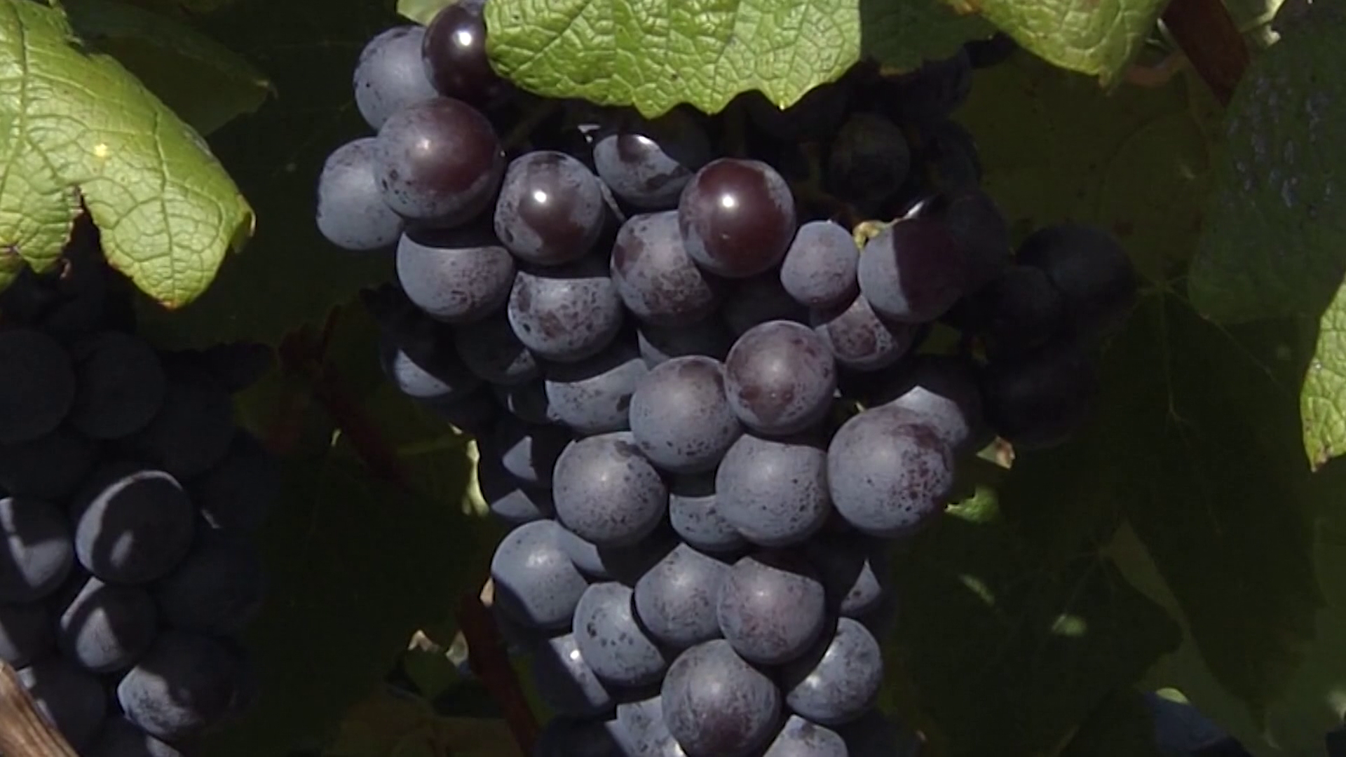 Lake Erie Wine Country Celebrates PA 250 with Wine Tasting