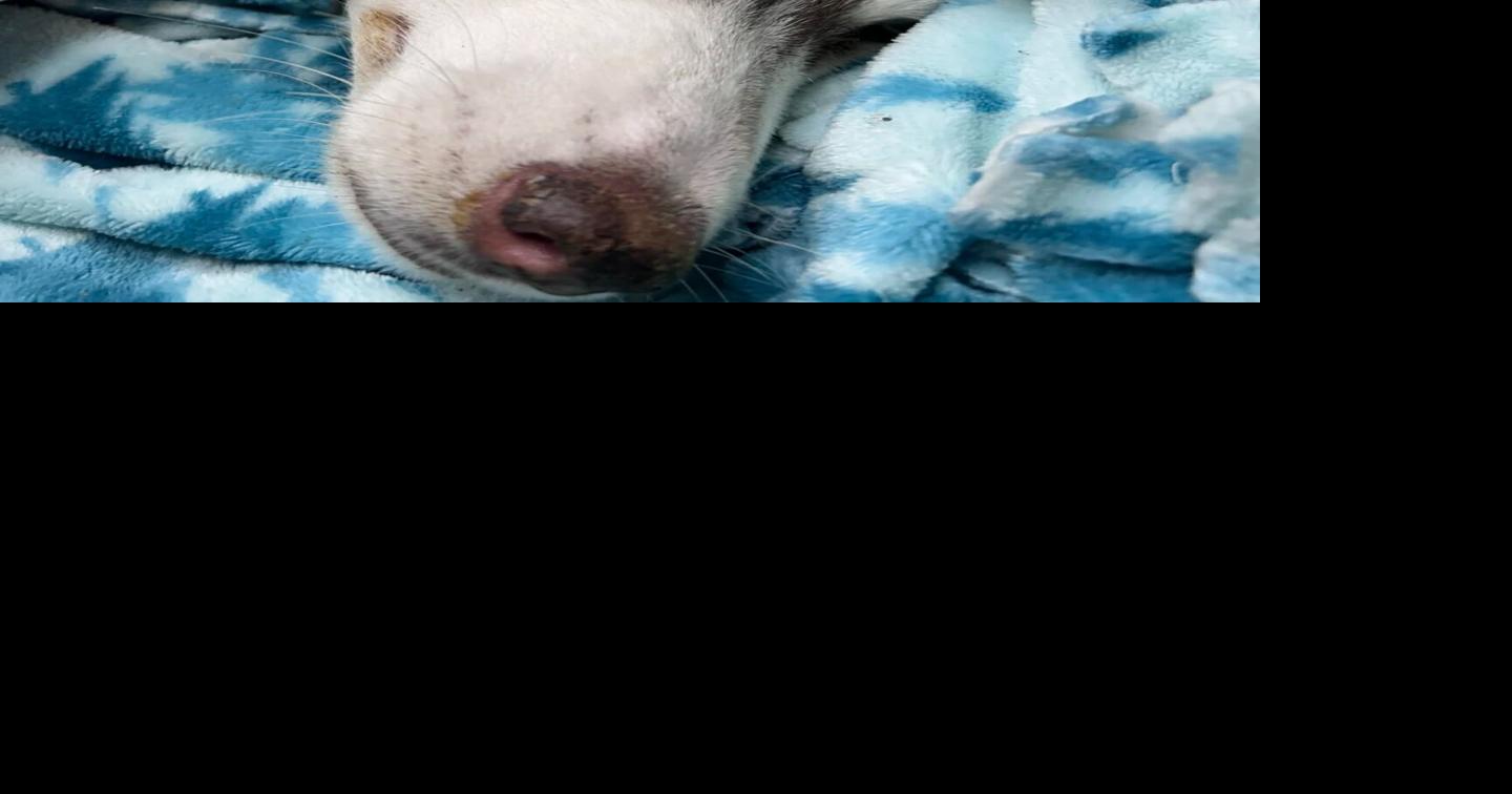 Case Against Couple Charged with Animal Cruelty Advances | Local News ...