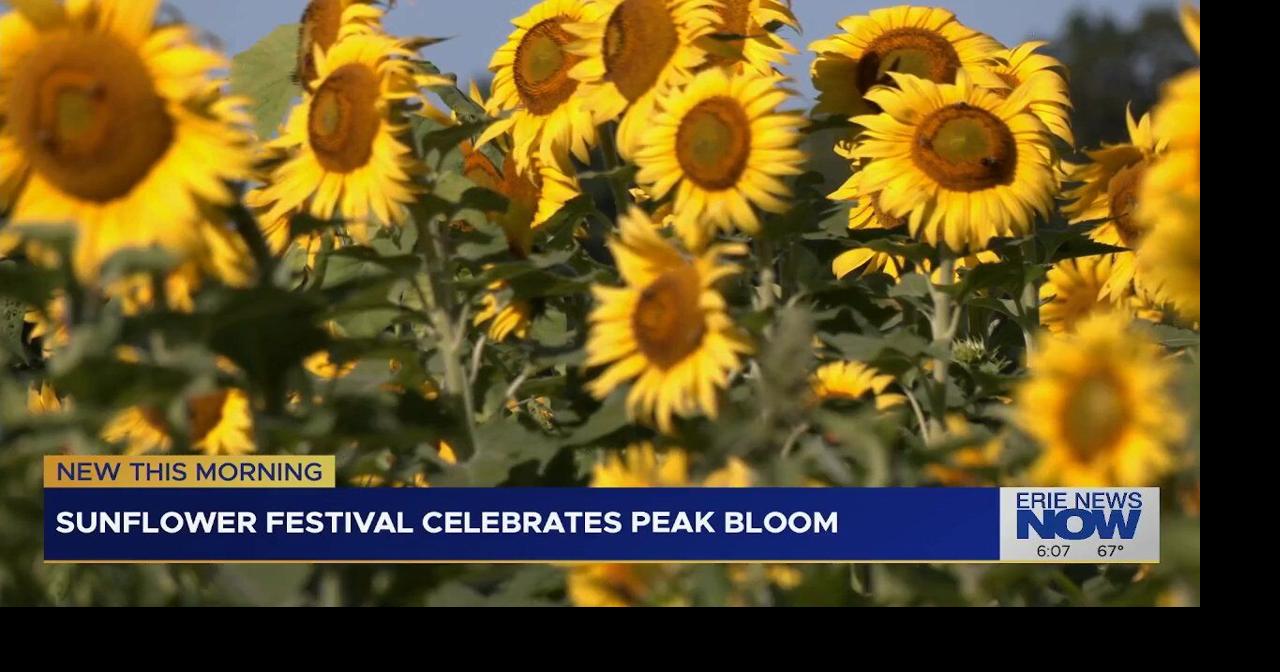 Sunflower Festival Celebrates as Sunflowers Reach Peak Bloom