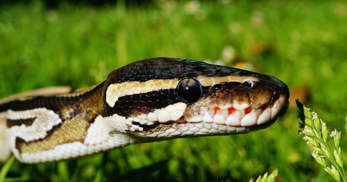 Severely Neglected Ball Python Found Dead in Gerry Home | News ...