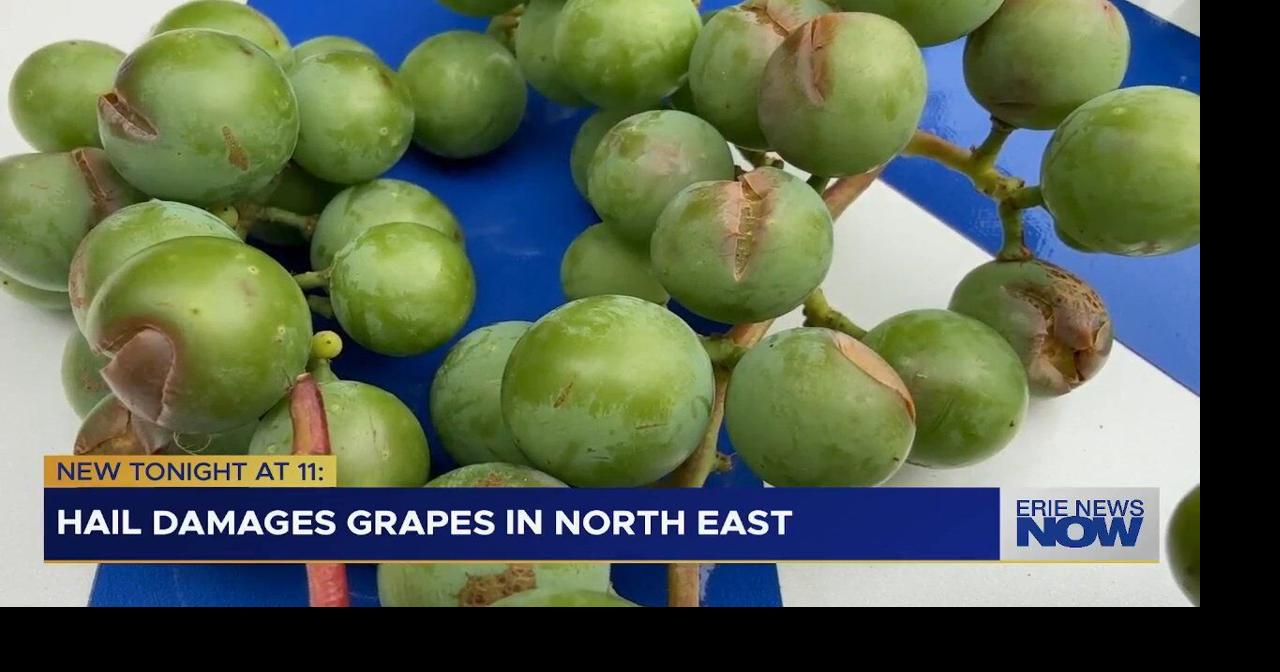 Hail Damages Grapes in North East Township