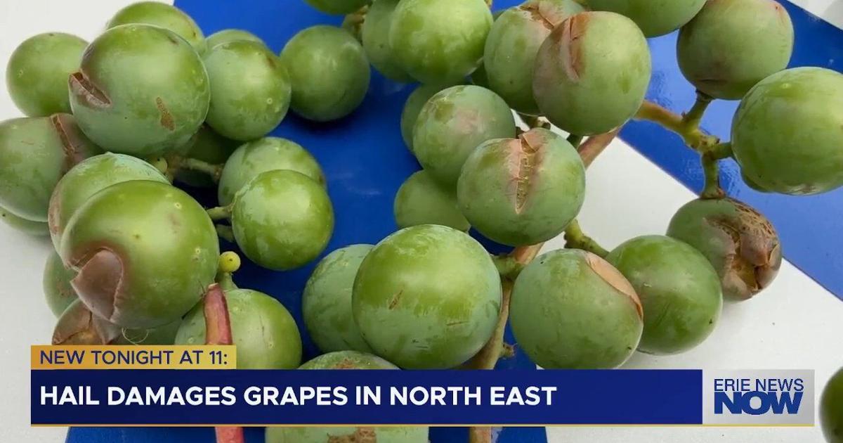 Hail Damages Grapes in North East Township