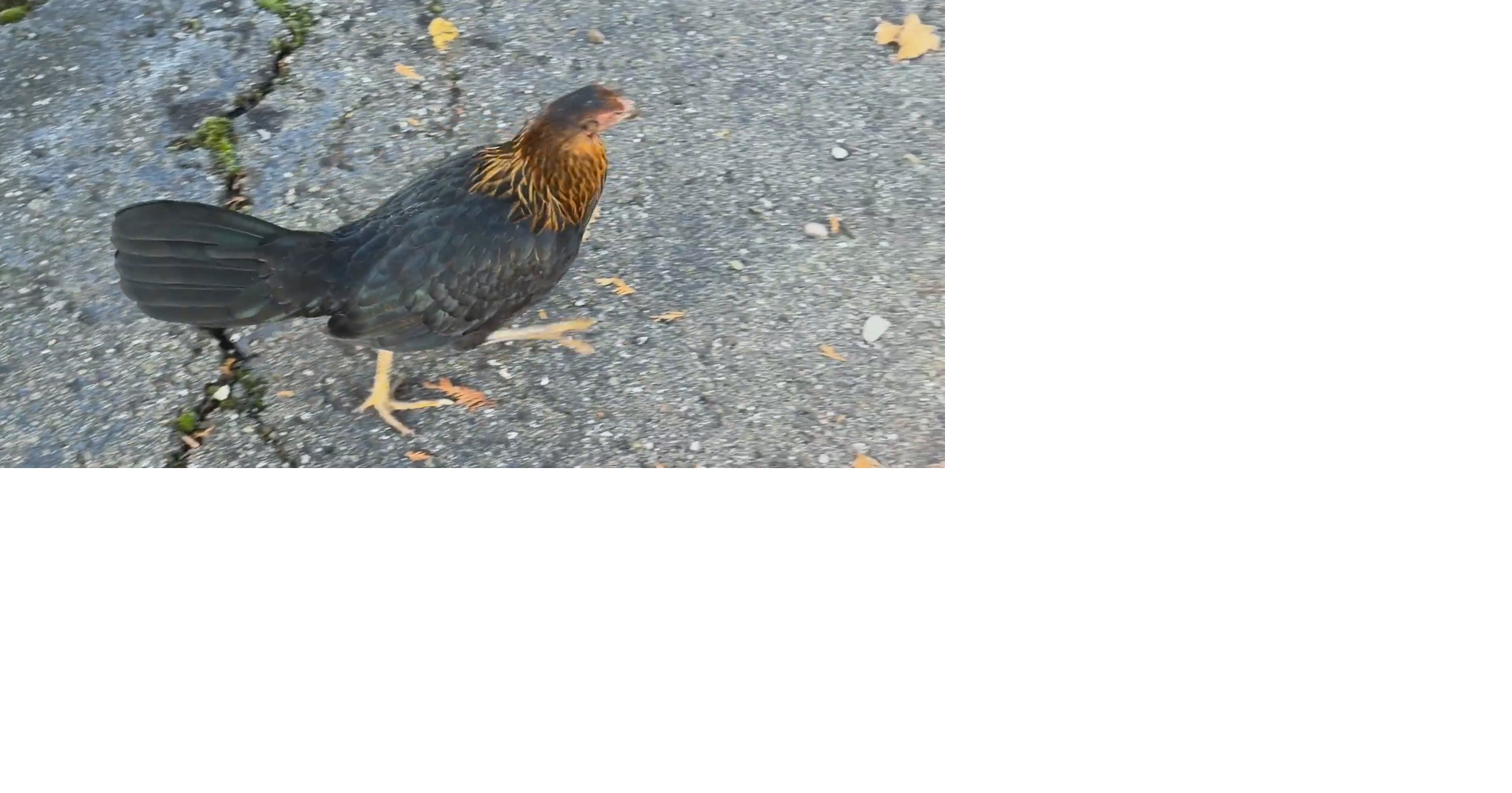 Princess the Chicken Charms The Breakfast Place Regulars | Local News ...